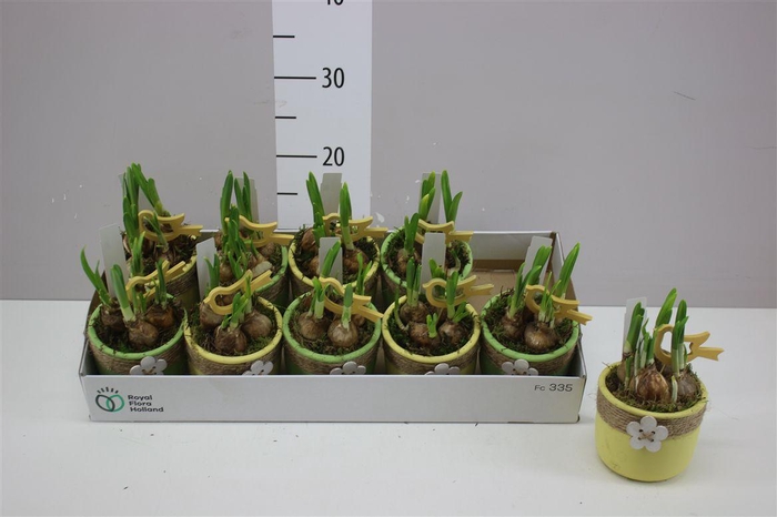 <h4>Arr Narcissus In Keramiek</h4>