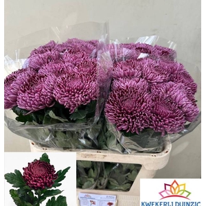 CHR G BIGOUDI PURPLE