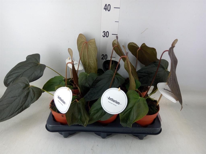 <h4>Anthurium   ...</h4>