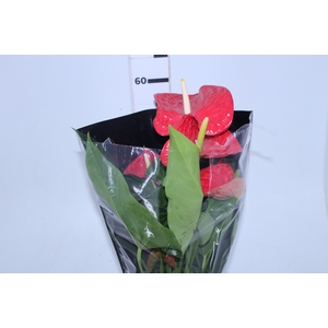 ANTHURIUM MICHIGAN P17 PREMIUM