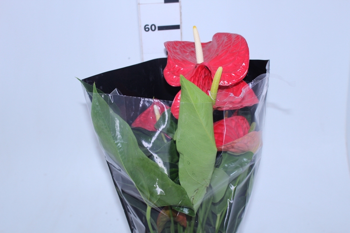 ANTHURIUM MICHIGAN P17 PREMIUM