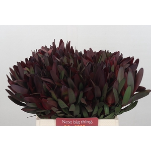 Leucadendron Saf Sunset Dark Red