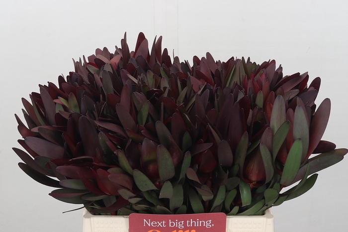 <h4>Leucadendron Saf Sunset Dark Red</h4>