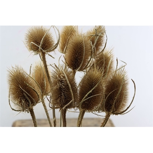 Dried Dipsacus Natural 60cm Pst