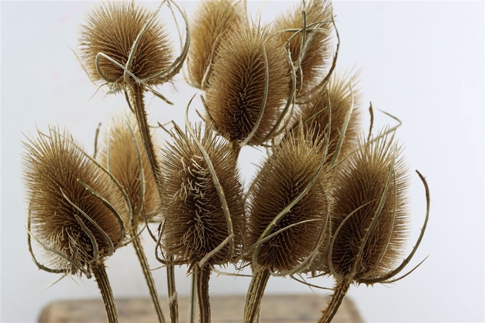 <h4>Dried Dipsacus Natural 60cm Pst</h4>