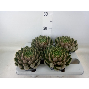 Echeveria   ...not flowering