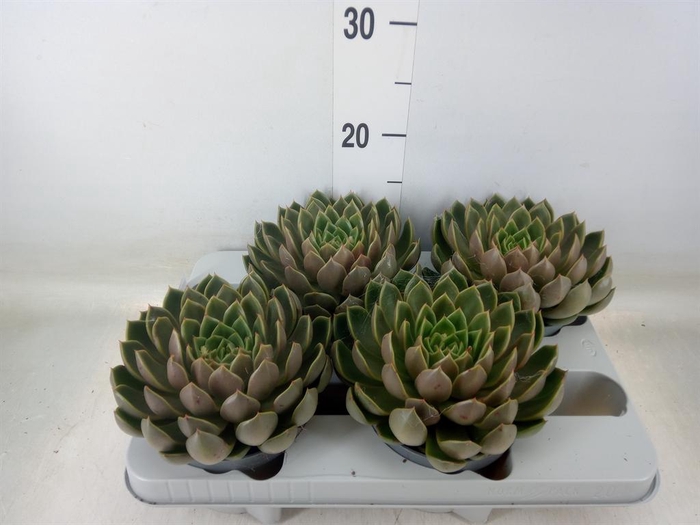 <h4>Echeveria   ...not flowering</h4>