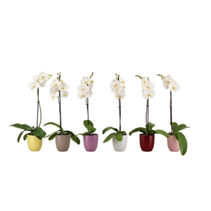 Hugo Paradise Mix Phal Wit 1T9+