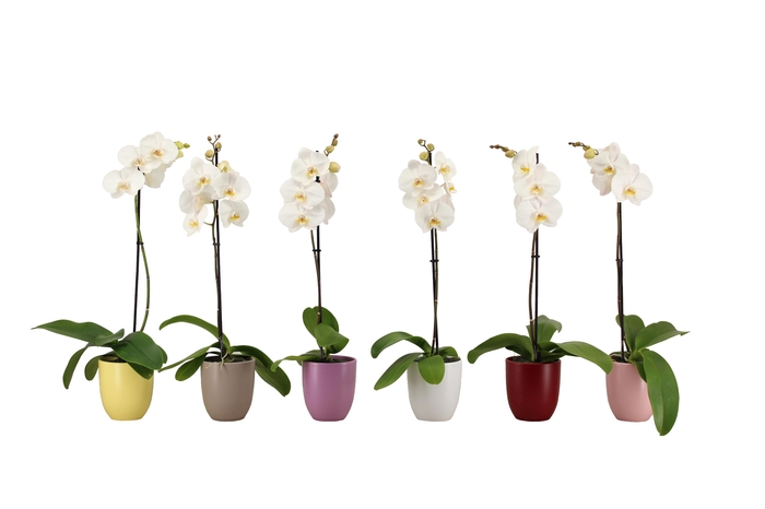 <h4>Hugo Paradise Mix Phal Wit 1T9+</h4>