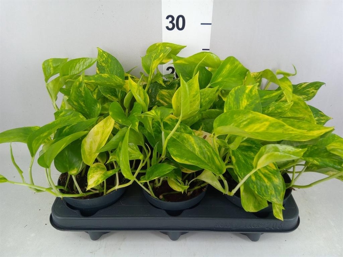 <h4>Epipremnum pinn. 'Hicolor'</h4>