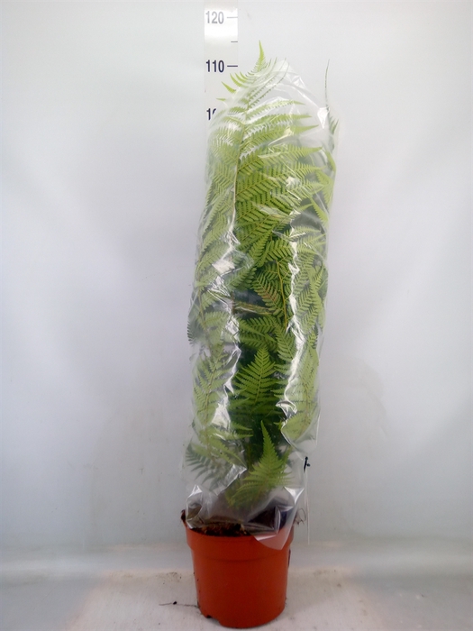<h4>Dicksonia antarctica</h4>