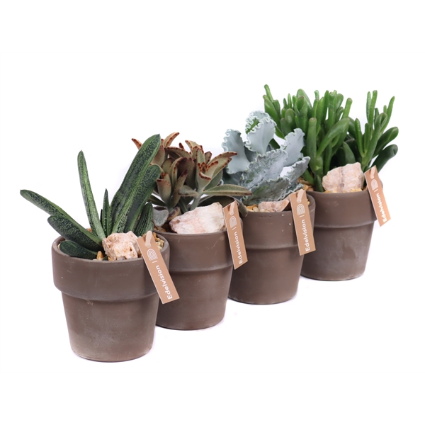 <h4>Succulent 8,5 cm in grijs/bruine pot met rand met grind, keien en etiket</h4>