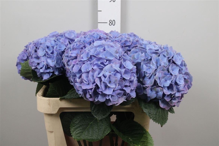 <h4>Hydr M My Riviera</h4>