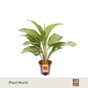 Aglaonema Silver Queen