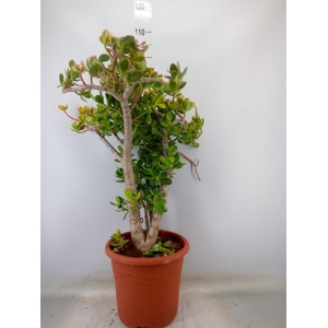 Crassula ovata 'Sunset'