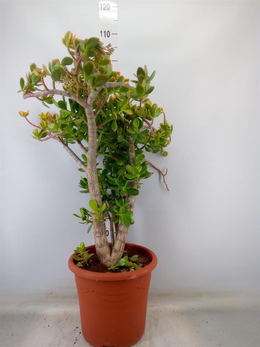 <h4>Crassula ovata 'Sunset'</h4>