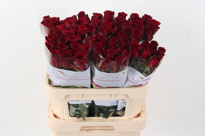 <h4>R Gr Red Bentley</h4>