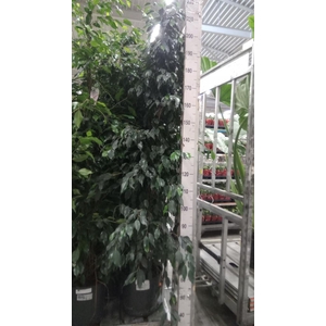 Ficus benja. 'Danielle'