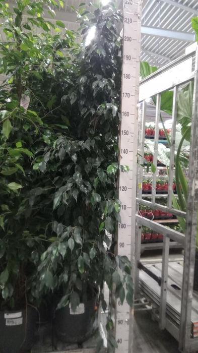 <h4>Ficus benja. 'Danielle'</h4>
