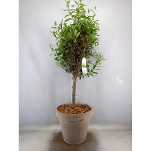 Arr.   Tuinplanten H%