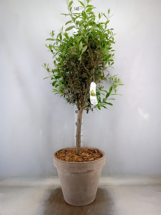 <h4>Arr.   Tuinplanten H%</h4>