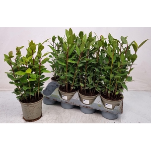 Laurus nobilis overig.