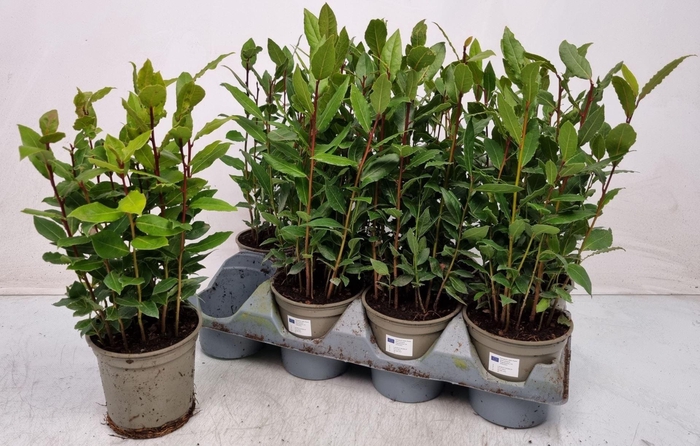 <h4>Laurus nobilis overig.</h4>