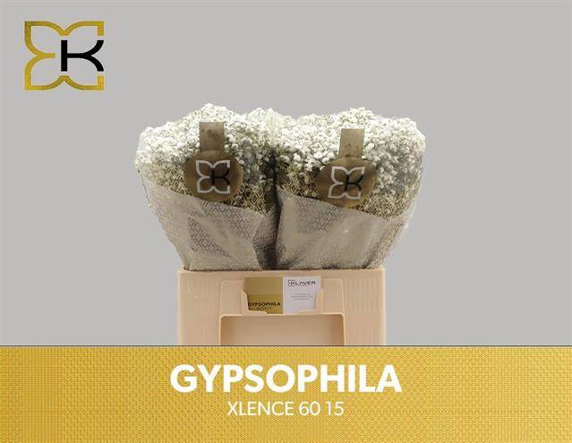 <h4>GYPS PA XLENCE</h4>