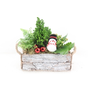 arr2 JS - Schors rechth. oor Picea