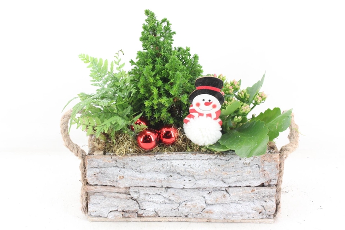 <h4>arr2 JS - Schors rechth. oor Picea</h4>