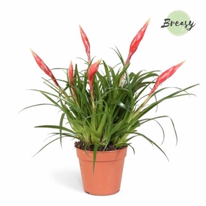 Vriesea Multiflower Astrid