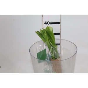 CALLA 040 CM VERDE