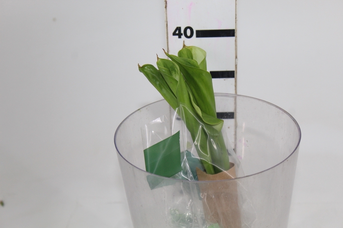 <h4>CALLA 040 CM VERDE</h4>