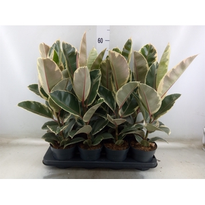 Ficus elastica 'Tineke'