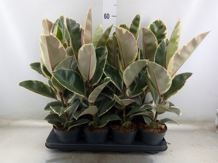 <h4>Ficus elastica 'Tineke'</h4>