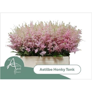 Astilbe Honky Tonk