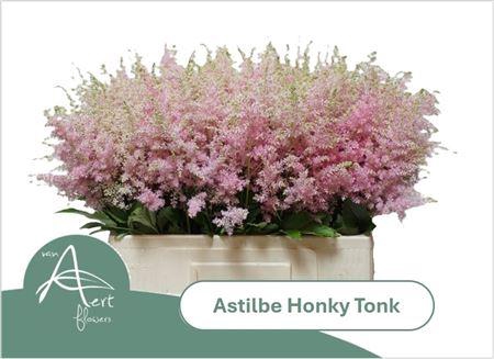 <h4>Astilbe Ar Honky Tonk</h4>