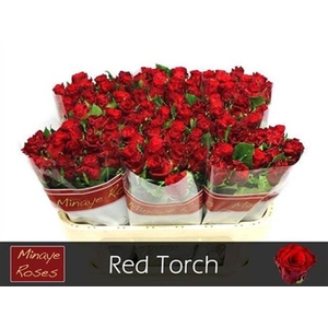 R Gr Red Torch B1