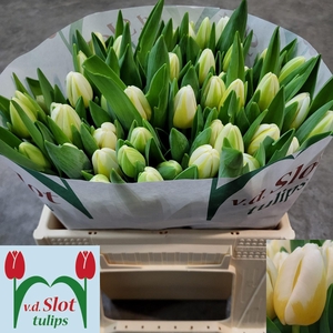 TU EN ANTARCTIC FLAM