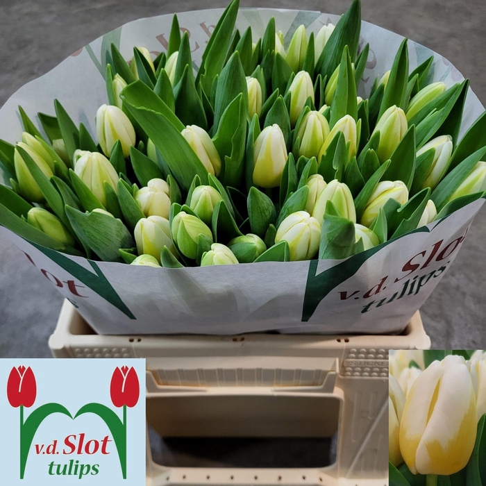 <h4>TU EN ANTARCTIC FLAM</h4>