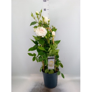 Rosa FL 'Charming Select'