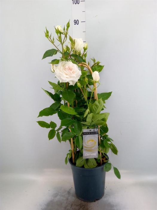<h4>Rosa FL 'Charming Select'</h4>