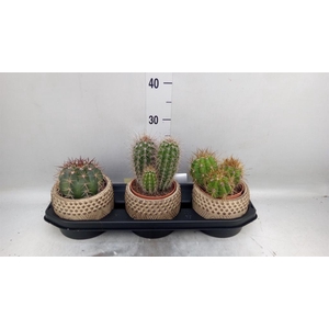 Cactus   ...