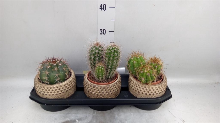 <h4>Cactus   ...</h4>