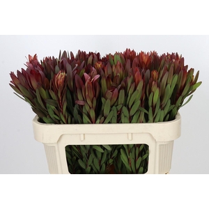 LEUCADENDRON  'SAFARI SUNSET'