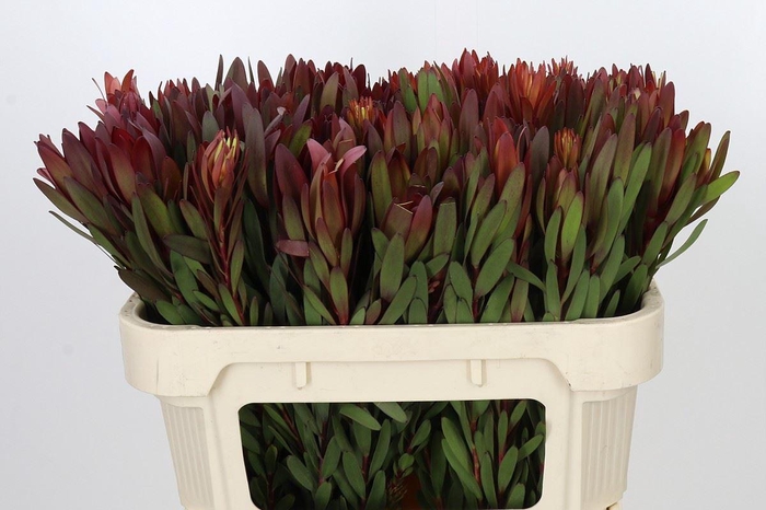 <h4>LEUCADENDRON  'SAFARI SUNSET'</h4>