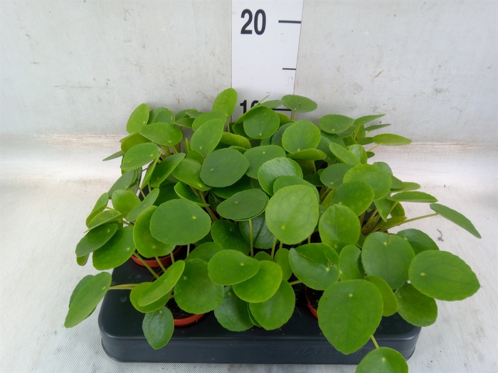 <h4>Pilea peperomioides</h4>