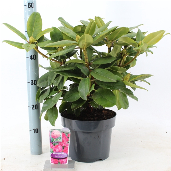 <h4>Rhododendron 'Germania'</h4>