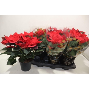 Euphor P Chr Univers