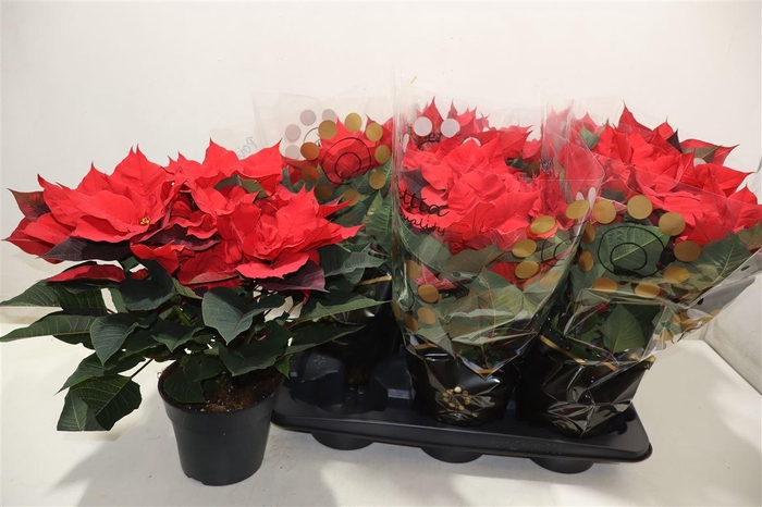 <h4>Euphor P Chr Univers</h4>